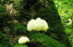 百花散主要成分之一:猴頭菇